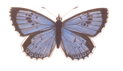 [Abb. Schwarzflecken Bläuling aus Hermann Hesse: Schmetterlinge, it 2424, 2002, S.38]